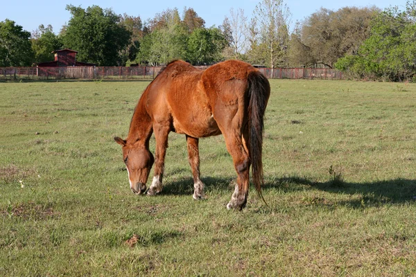 Vida agrícola - Trituração de cavalos — Fotografia de Stock