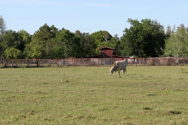 Çiftlik hayatı arka plan - inek — Stok fotoğraf