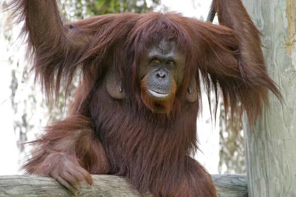 Vrouwelijke orang-oetan door waterfall — Stockfoto