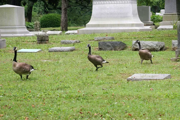 Graveyard Geese 2 — Stockfoto