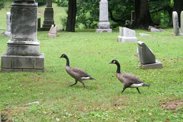Gansos do cemitério 1 — Fotografia de Stock
