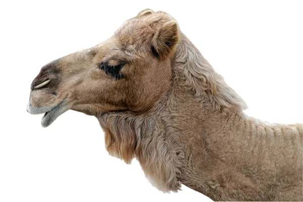 Camello feliz aislado — Foto de Stock