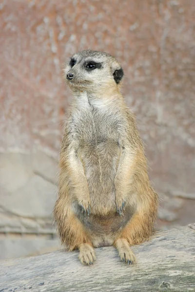 Meerkat — 스톡 사진