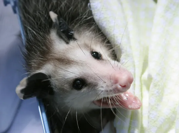 Orphaned Opossum Baby — Stock Photo, Image