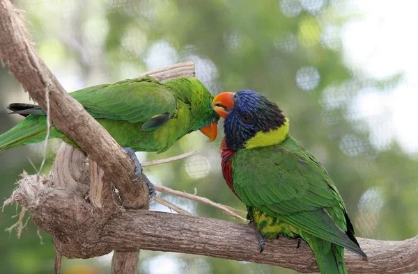 Parrots Groming Eachother — стоковое фото