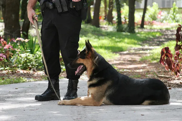 Cane della polizia 1 — Foto Stock