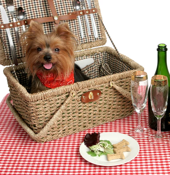 小狗野餐 — 图库照片