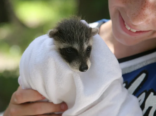 Rescatado mapache bebé —  Fotos de Stock