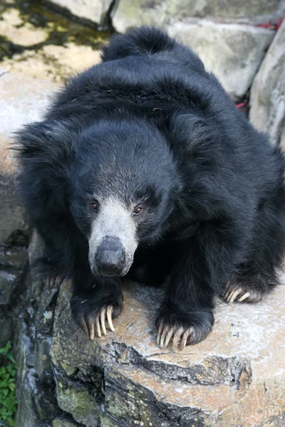 stock image Sloth Bear