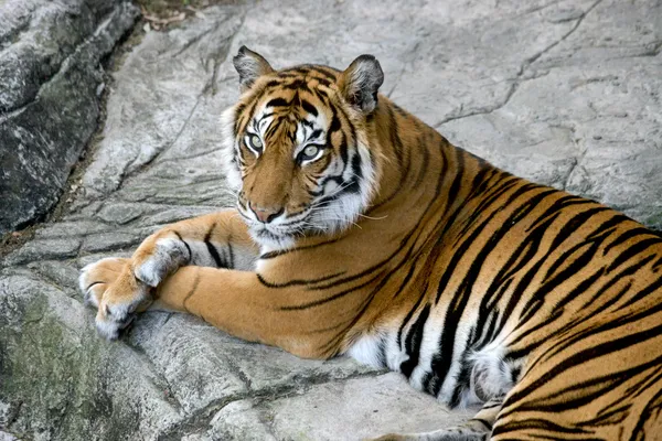 Olhar de tigres — Fotografia de Stock
