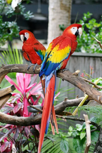 Twee kleurrijke papegaaien — Stockfoto