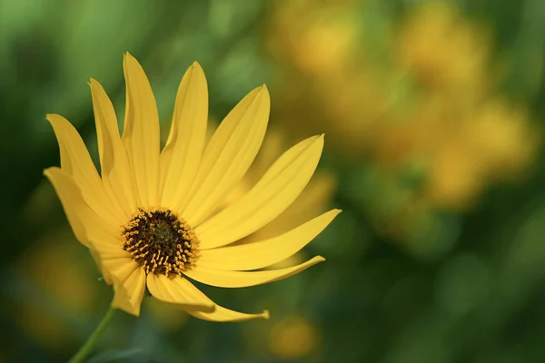 stock image Yellow Daisy