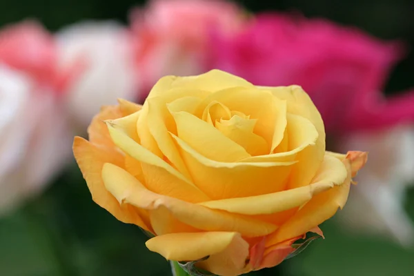 Yellow Rose Foreground — Stock Photo, Image