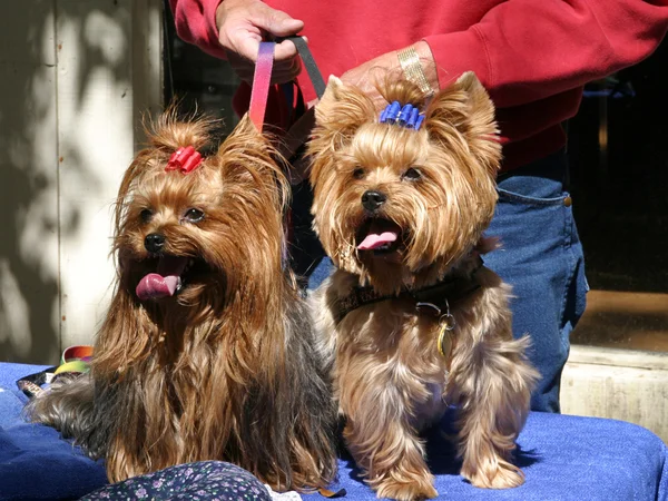 约克犬双胞胎 — 图库照片