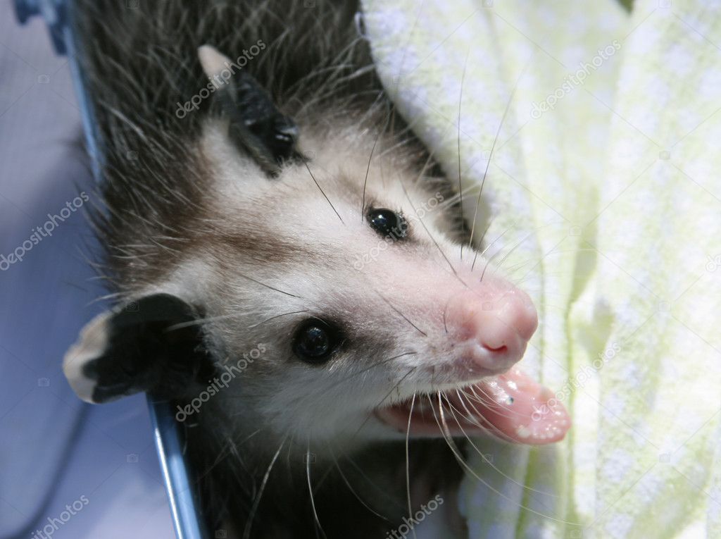 Orphaned Opossum Baby