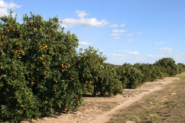 Florida portakal ürün 1