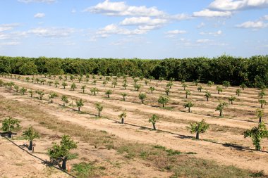 Florida Orange Crop 2 clipart