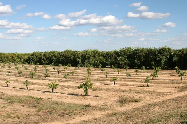 stock image Florida Orange Groves