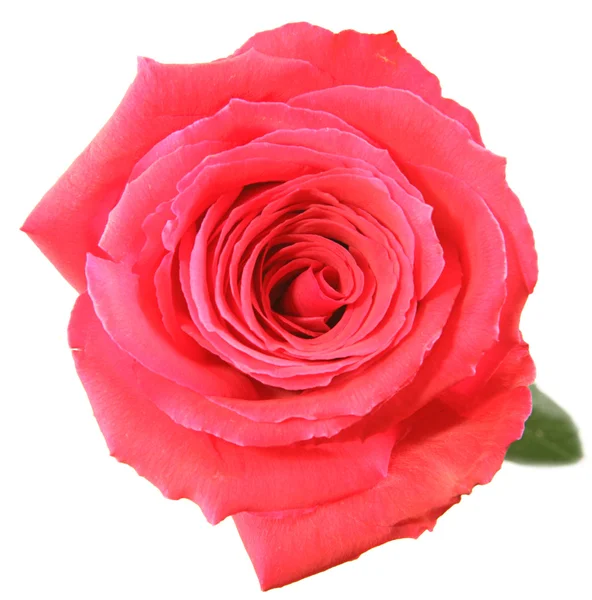 Red Rose Closeup — Stock Photo, Image