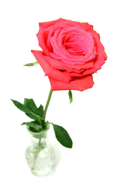 Red Rose in Vase — Stock Photo, Image
