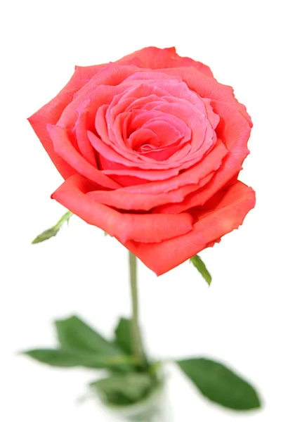 Romantic Rose — Stock Photo, Image