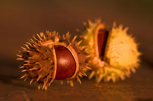 stock image Chestnuts