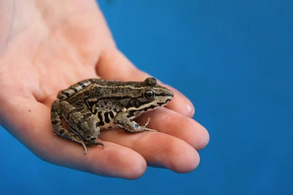 stock image Rana en una mano