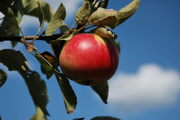 Pomme sur un arbre contre un ciel bleu . — Photo