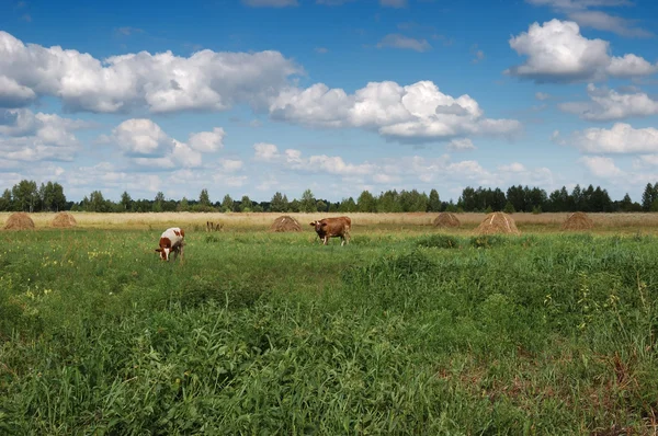 Cows graze on a green meadow. — Stock Photo, Image