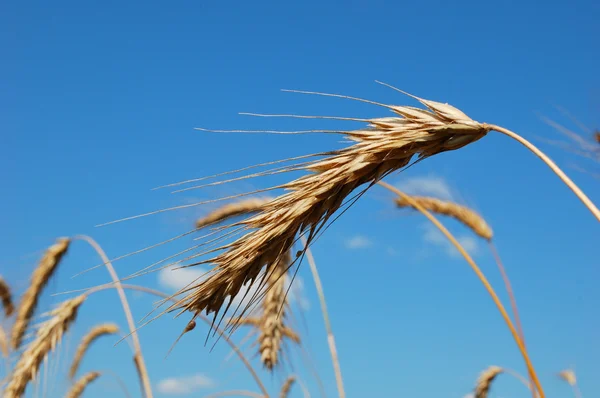 Ear of wheat against a blue sky. — Stock Photo, Image