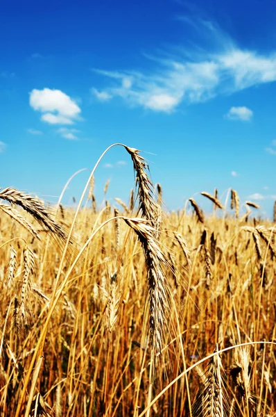 Mogen öronen av vetefält mot den blå himlen — Stockfoto