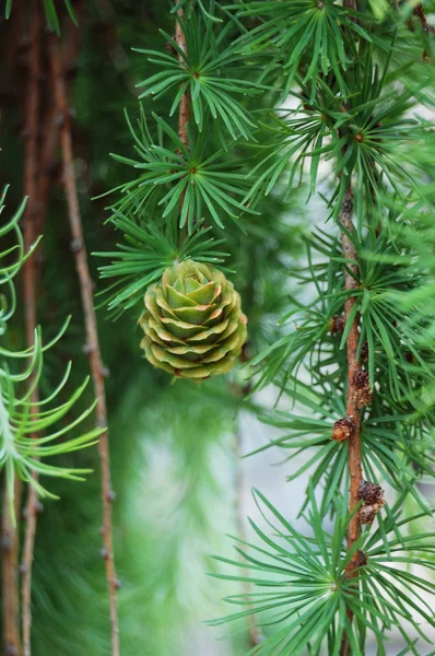 Green cone on a branch of a coniferous tree. — Stock Photo, Image