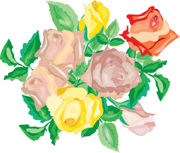 Bunch of roses — Stock Vector