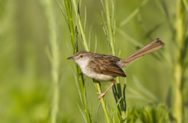 zarif prinia