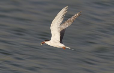 Caspian Tern clipart