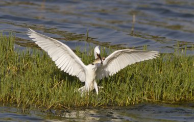 Little egret clipart