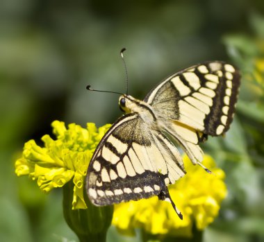 Machaon