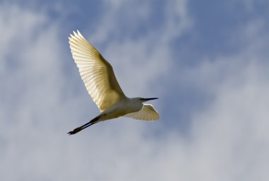 Little egret clipart