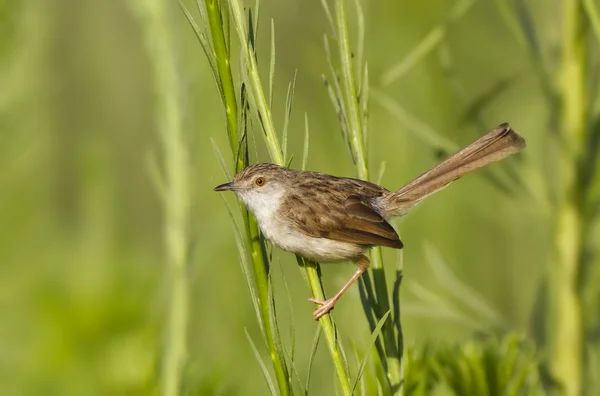 stock image Graceful prinia