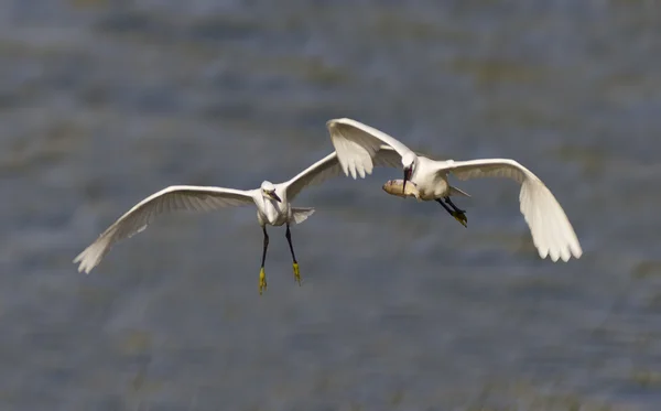 Little egrets — Stock Photo, Image