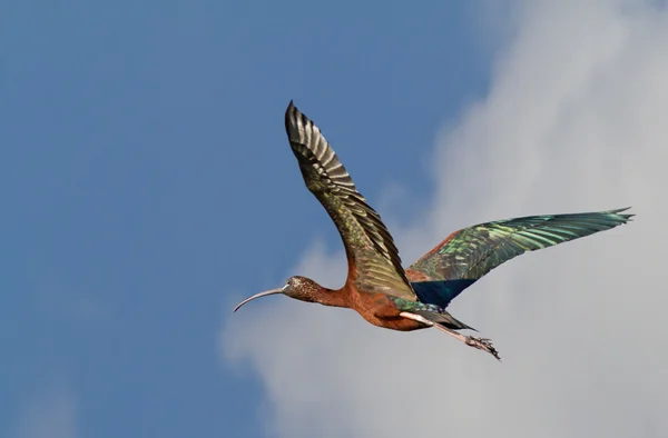 stock image Glossy Ibis