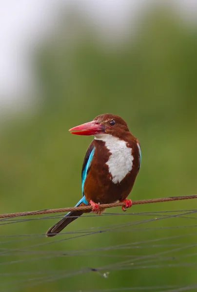 Kingfisher