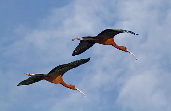 stock image Glossy Ibises