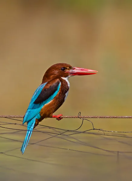 Kingfisher