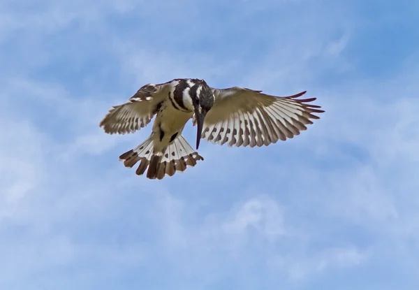 Pied kingfisher