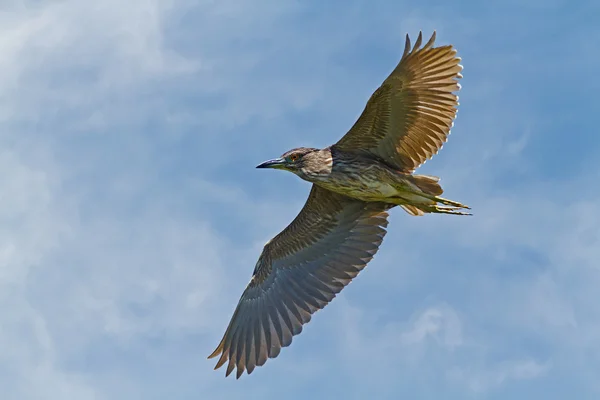 Striated heron — Stock Photo, Image