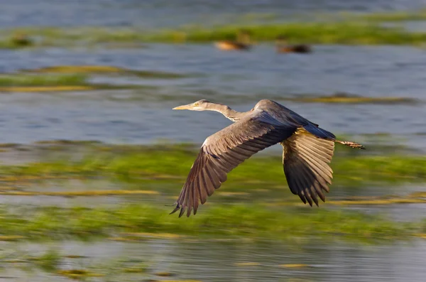 Grey heron — Stock Photo, Image
