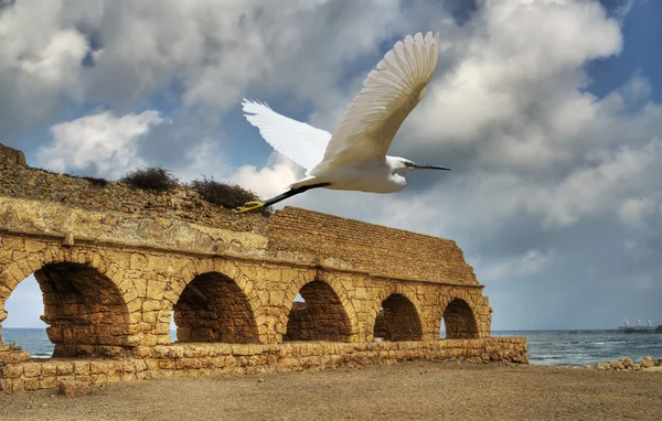 Pequeno egret. Fotografia De Stock