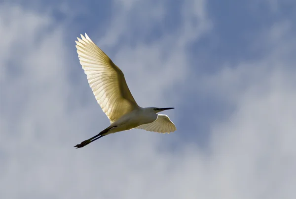 Pequeno egret. Imagem De Stock