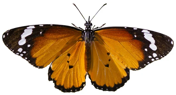 Απλό τίγρη πεταλούδα Εικόνα Αρχείου